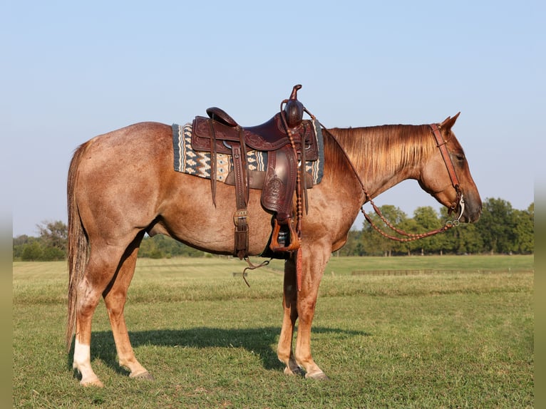 American Quarter Horse Gelding 4 years 14,2 hh Roan-Red in Buffalo, MO