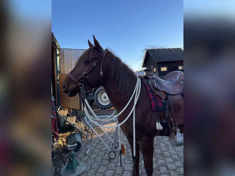 American Quarter Horse Gelding 4 years 14,2 hh Sorrel in Glashütten