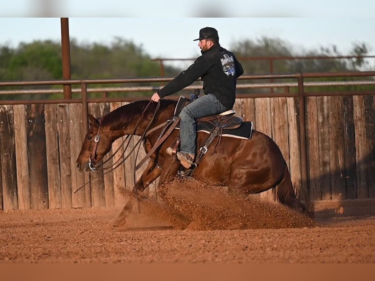 American Quarter Horse Gelding 4 years 14.2 hh Sorrel in Waco