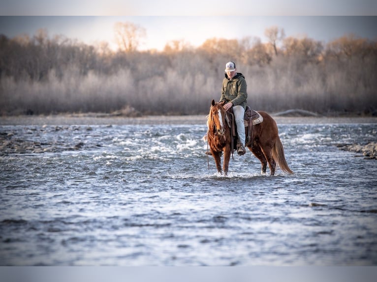American Quarter Horse Gelding 4 years 14.2 hh Sorrel in Greycliff