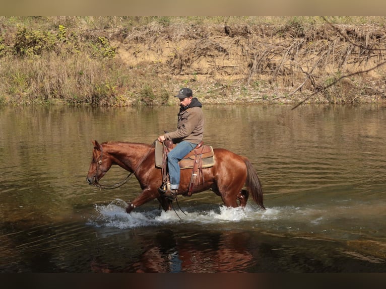 American Quarter Horse Gelding 4 years 14.2 hh Sorrel in Mount Vernon