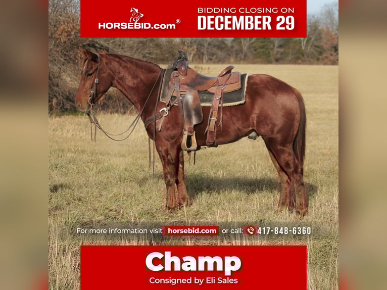 American Quarter Horse Gelding 4 years 14.2 hh Sorrel in Mount Vernon