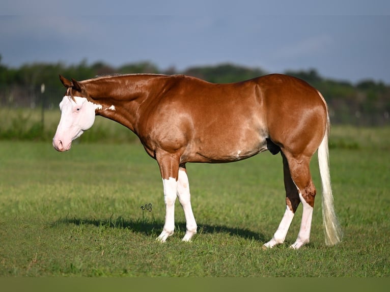 American Quarter Horse Gelding 4 years 14,2 hh Sorrel in Waco, TX