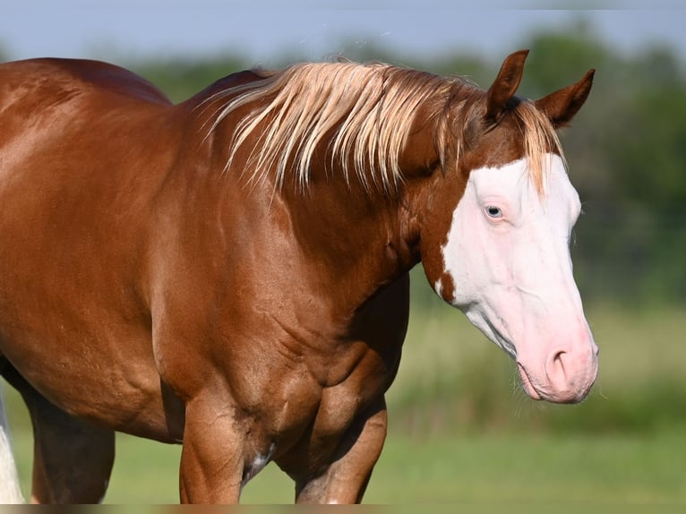 American Quarter Horse Gelding 4 years 14,2 hh Sorrel in Waco, TX