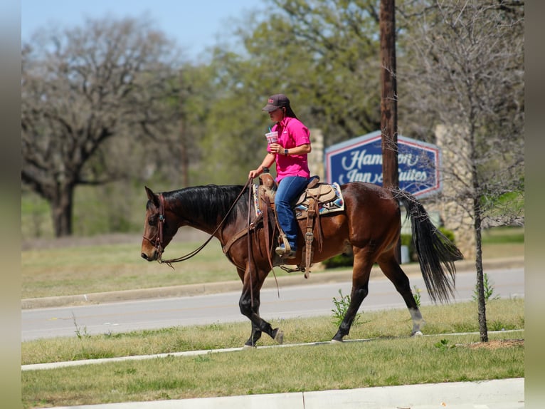 American Quarter Horse Gelding 4 years 14.3 hh Bay in Amarillo