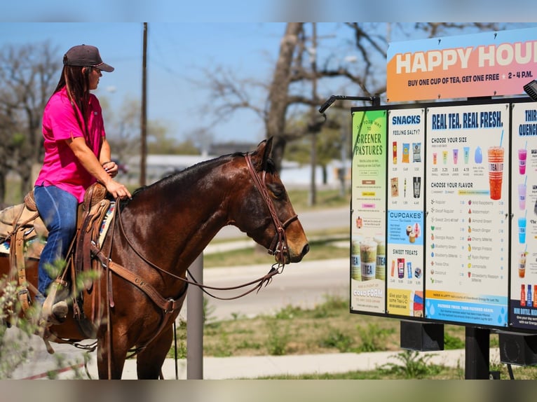 American Quarter Horse Gelding 4 years 14.3 hh Bay in Amarillo
