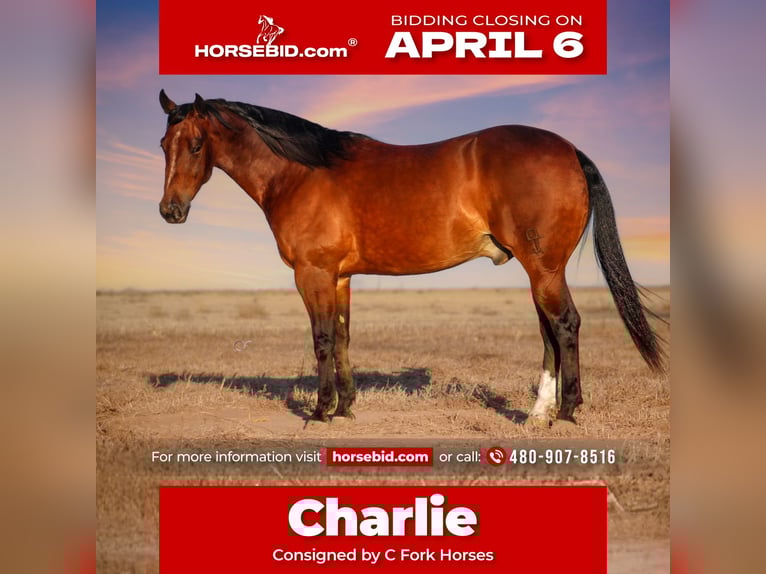 American Quarter Horse Gelding 4 years 14.3 hh Bay in Amarillo