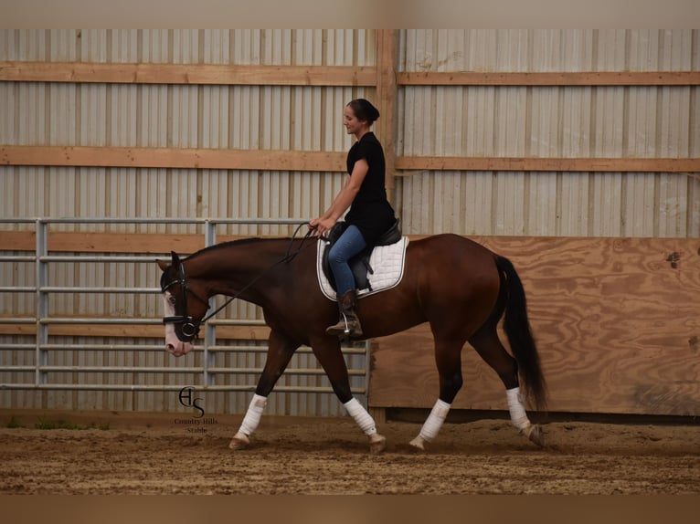 American Quarter Horse Gelding 4 years 14,3 hh Bay in Baltic