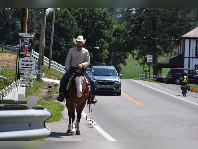 American Quarter Horse Gelding 4 years 14,3 hh Bay in Baltic