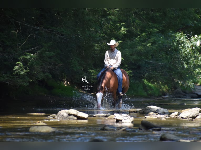American Quarter Horse Gelding 4 years 14,3 hh Bay in Baltic
