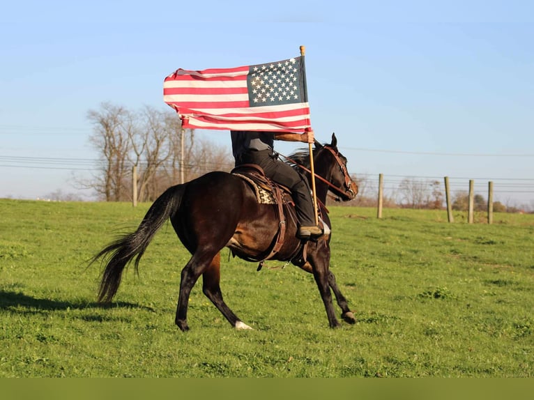 American Quarter Horse Gelding 4 years 14,3 hh Bay in Rebersburg, PA