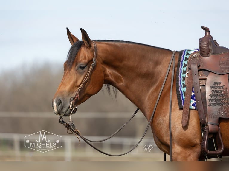 American Quarter Horse Gelding 4 years 14,3 hh Bay in River Falls
