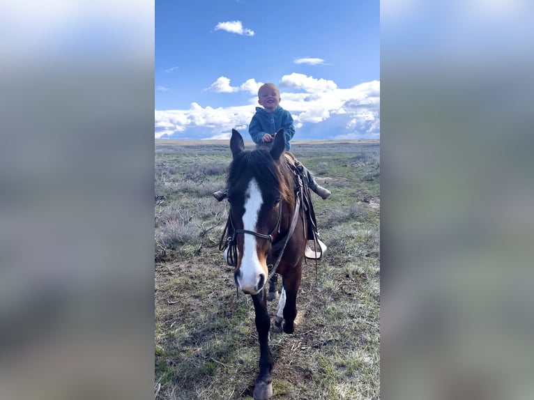 American Quarter Horse Gelding 4 years 14,3 hh Bay in Saint Anthony