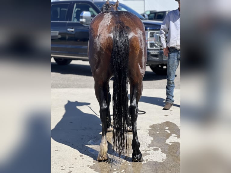 American Quarter Horse Gelding 4 years 14,3 hh Bay in Saint Anthony