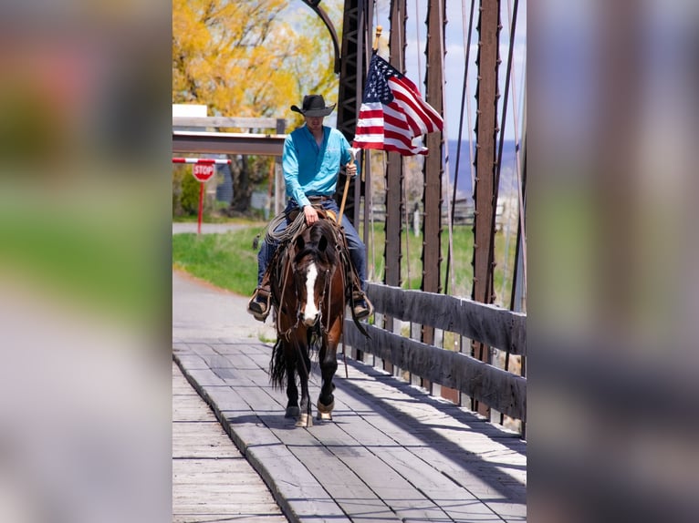 American Quarter Horse Gelding 4 years 14,3 hh Bay in Saint Anthony