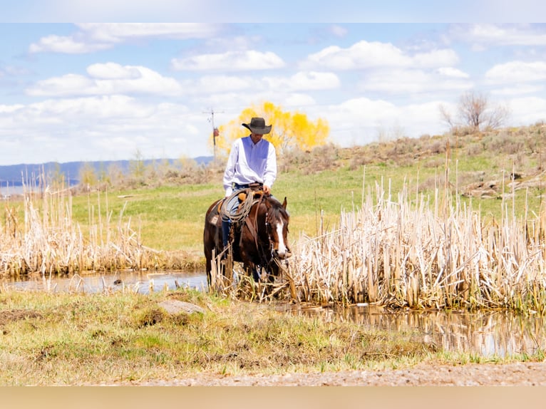 American Quarter Horse Gelding 4 years 14,3 hh Bay in Saint Anthony