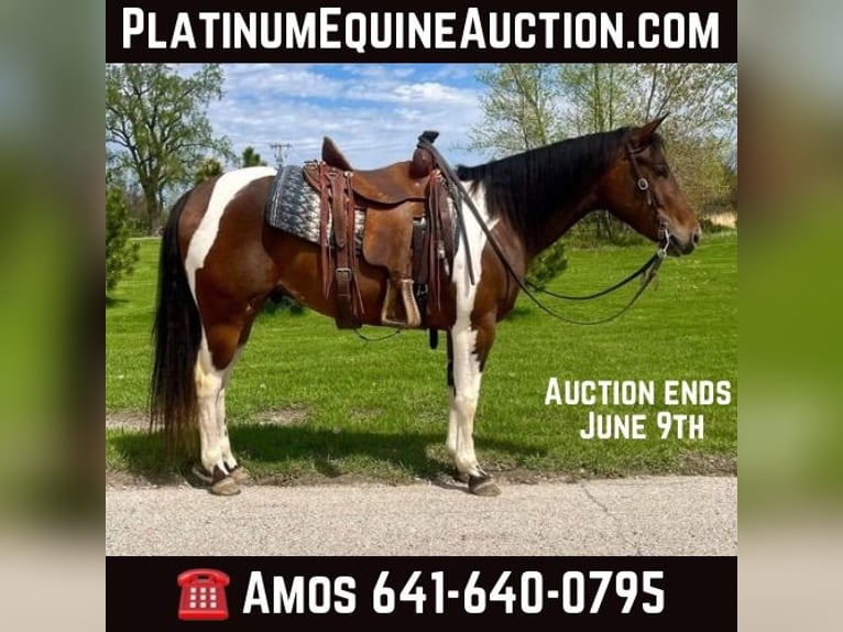 American Quarter Horse Gelding 4 years 14,3 hh Bay in Zearing IA