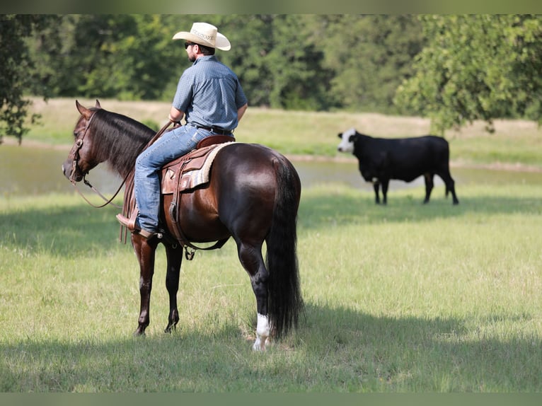 American Quarter Horse Gelding 4 years 14,3 hh Black in Whitesboro, TX