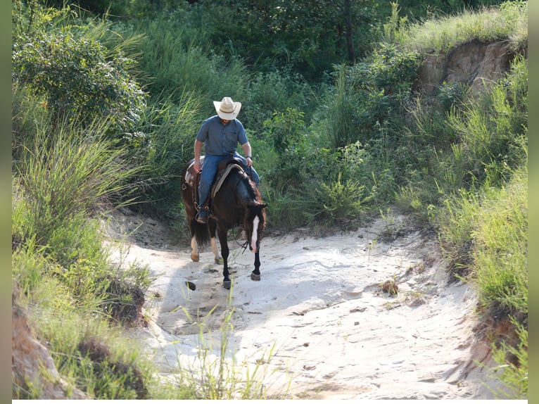 American Quarter Horse Gelding 4 years 14,3 hh Black in Whitesboro, TX