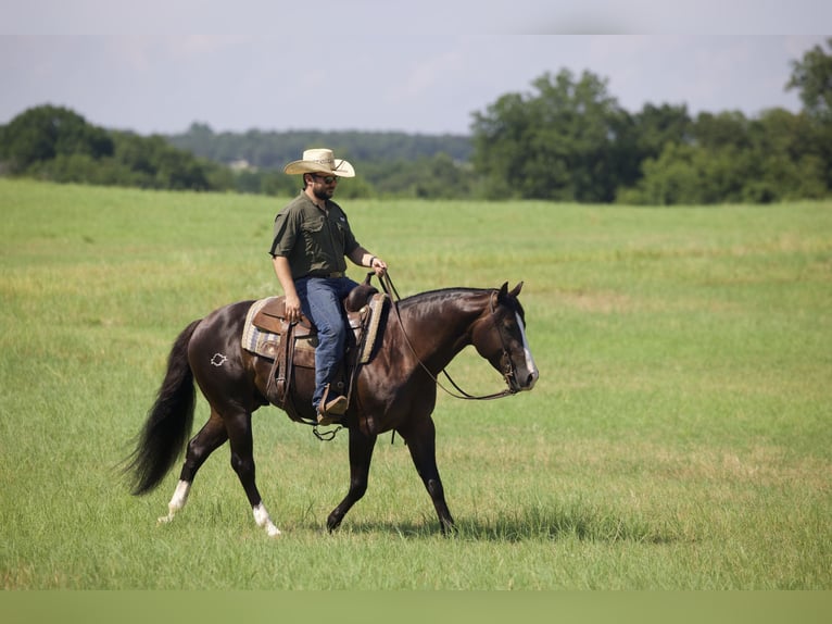 American Quarter Horse Gelding 4 years 14,3 hh Black in Whitesboro, TX