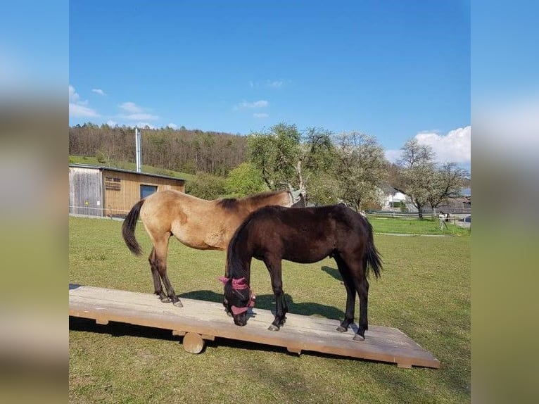 American Quarter Horse Gelding 4 years 14,3 hh Black in Radolfzell am Bodensee