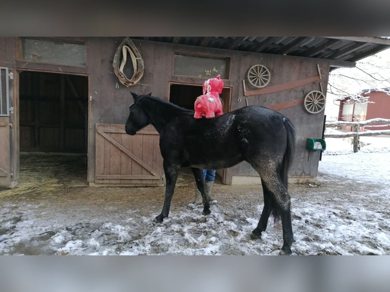 American Quarter Horse Gelding 4 years 14,3 hh Black in Radolfzell am Bodensee