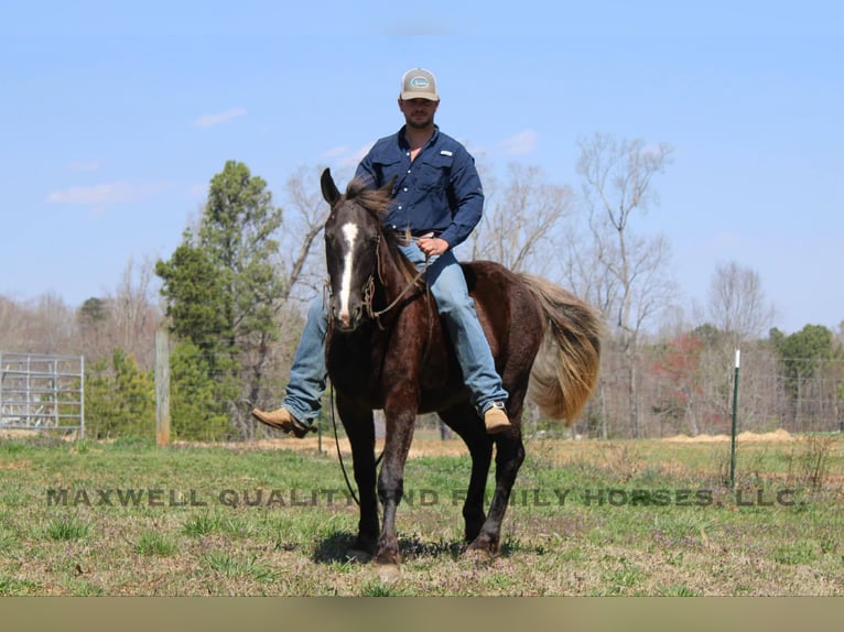 American Quarter Horse Gelding 4 years 14,3 hh Brown in