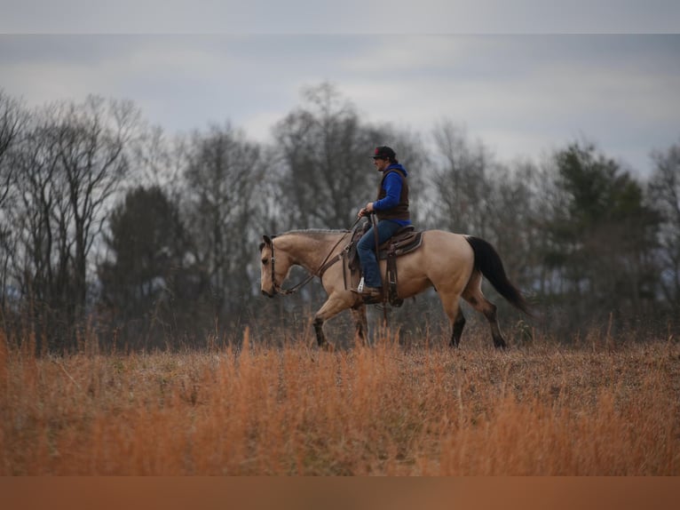 American Quarter Horse Gelding 4 years 14,3 hh Buckskin in Needmore