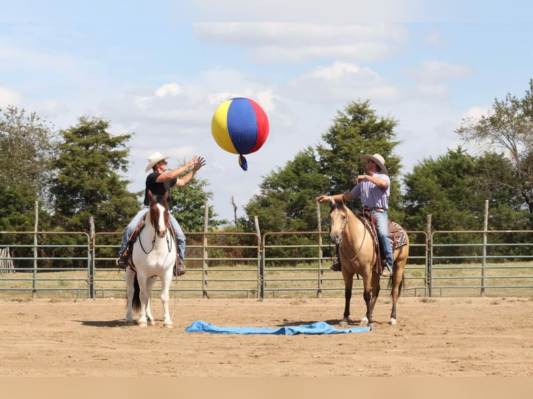 American Quarter Horse Gelding 4 years 14,3 hh Buckskin in Mount Vernon, MO