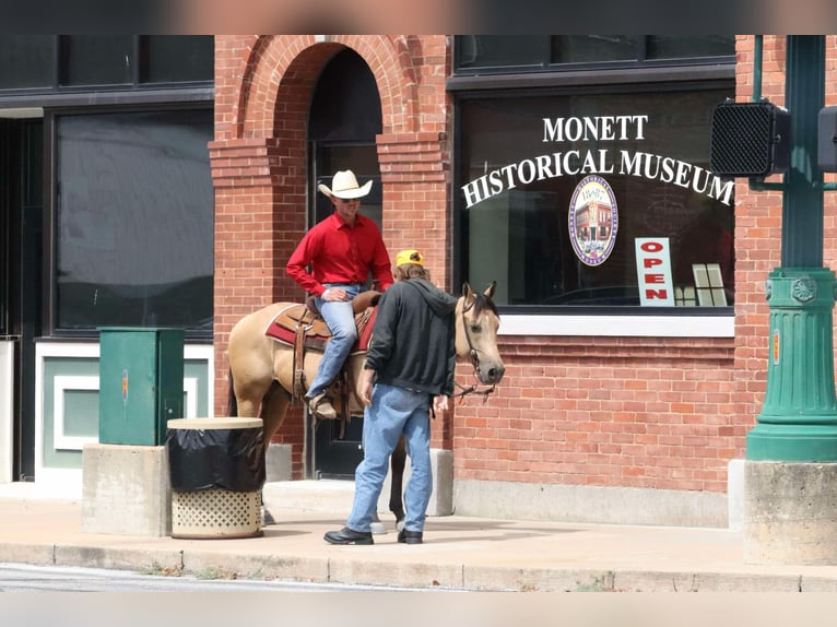 American Quarter Horse Gelding 4 years 14,3 hh Buckskin in Mount Vernon, MO