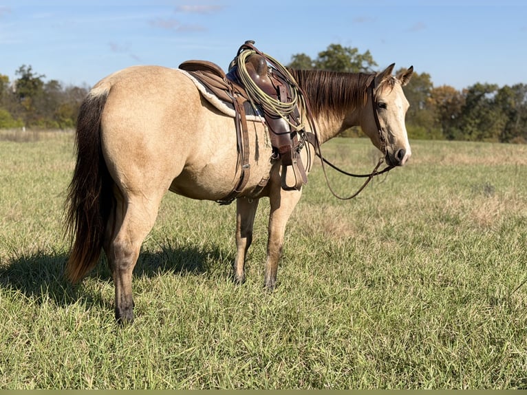 American Quarter Horse Gelding 4 years 14,3 hh Buckskin in Shelbina