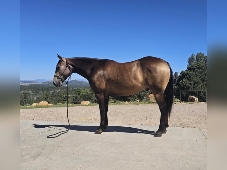 American Quarter Horse Gelding 4 years 14,3 hh Buckskin in Westcliffe, CO