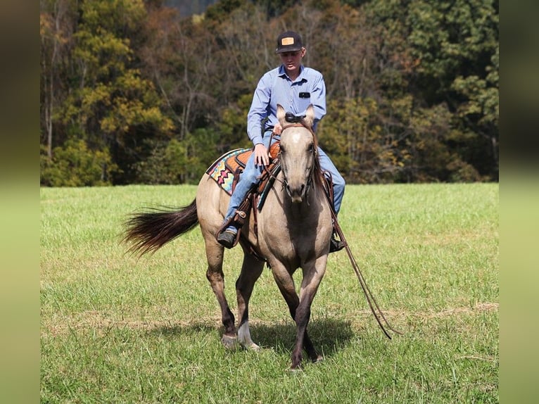 American Quarter Horse Gelding 4 years 14,3 hh Buckskin in Brodhead KY