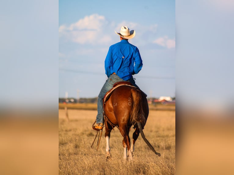 American Quarter Horse Gelding 4 years 14,3 hh Chestnut in Stephenville, TX