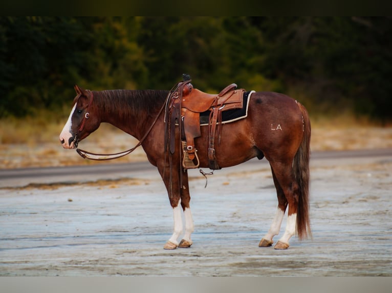 American Quarter Horse Gelding 4 years 14,3 hh Chestnut in Stephenville, TX