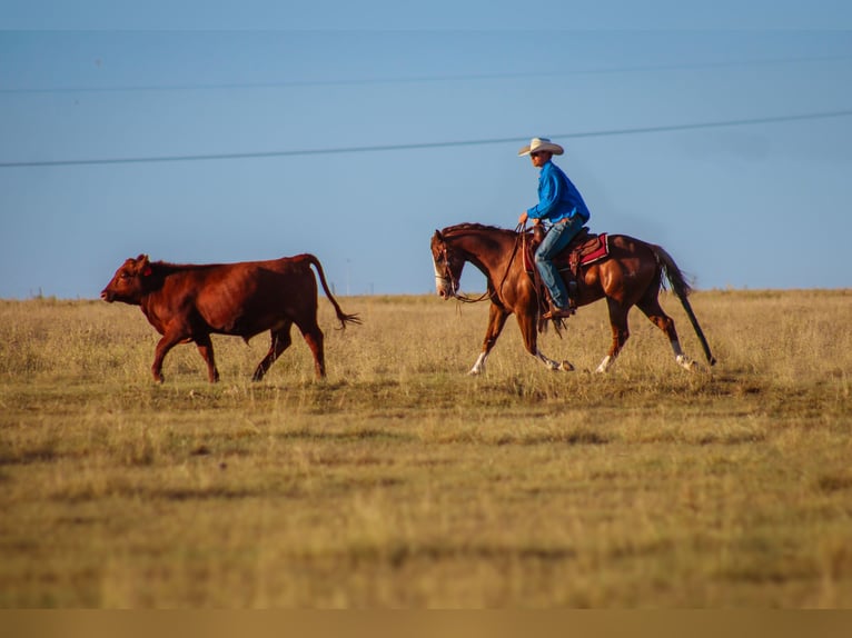 American Quarter Horse Gelding 4 years 14,3 hh Chestnut in Stephenville, TX