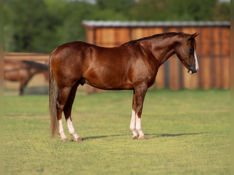 American Quarter Horse Gelding 4 years 14,3 hh Chestnut in Stephenville, TX