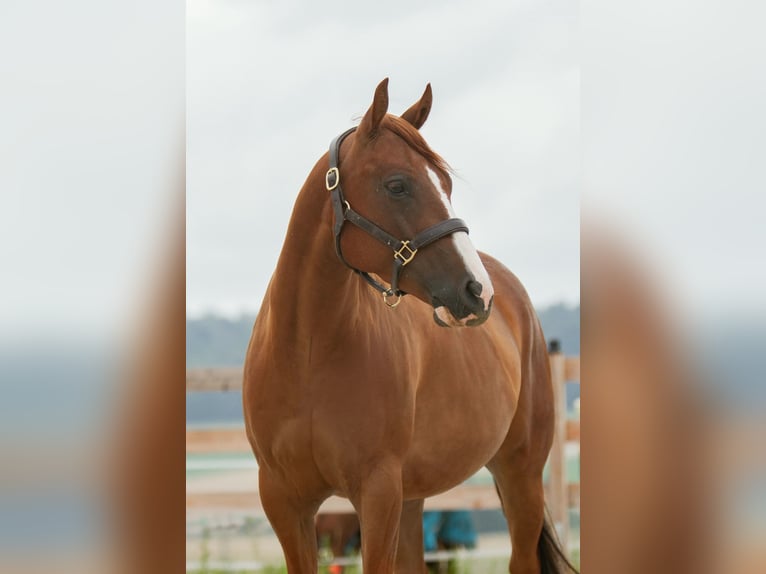 American Quarter Horse Gelding 4 years 14.3 hh Chestnut-Red in Duingen