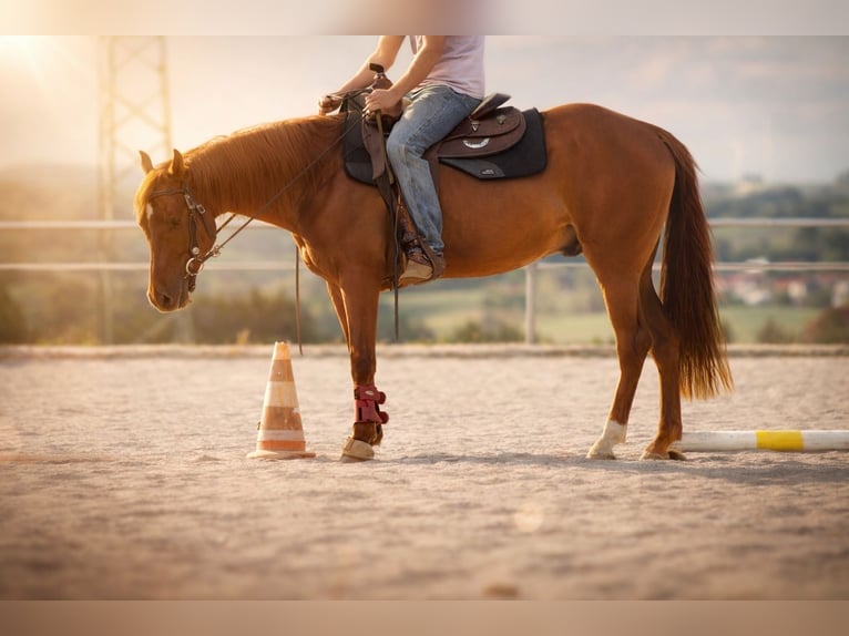 American Quarter Horse Gelding 4 years 14.3 hh Chestnut in Illingen