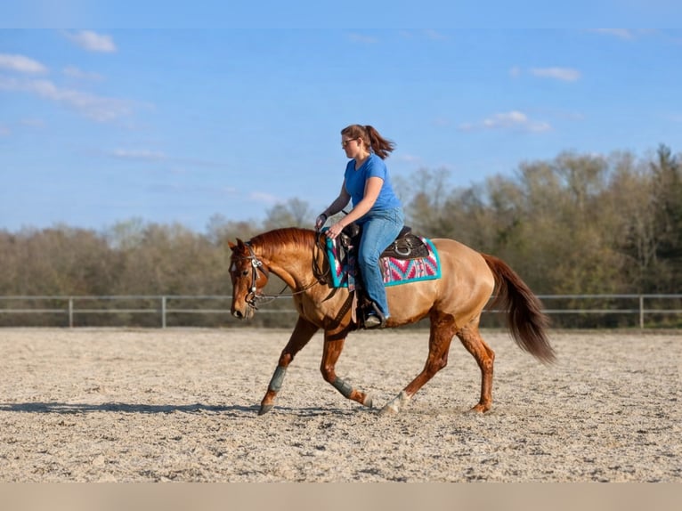 American Quarter Horse Gelding 4 years 14.3 hh Chestnut in Illingen
