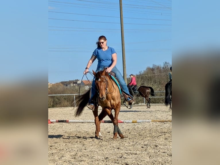 American Quarter Horse Gelding 4 years 14.3 hh Chestnut in Illingen