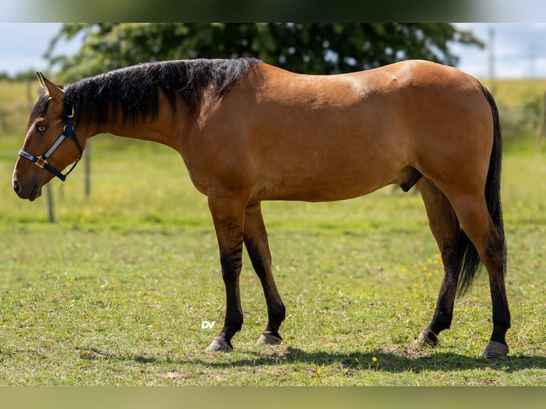 American Quarter Horse Gelding 4 years 14.3 hh Dun in Büttelborn