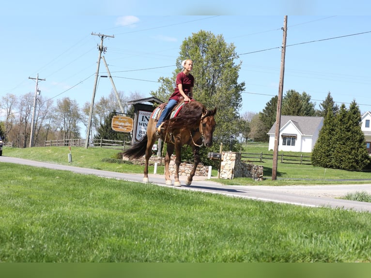 American Quarter Horse Gelding 4 years 14,3 hh Dun in Millersburg,oh