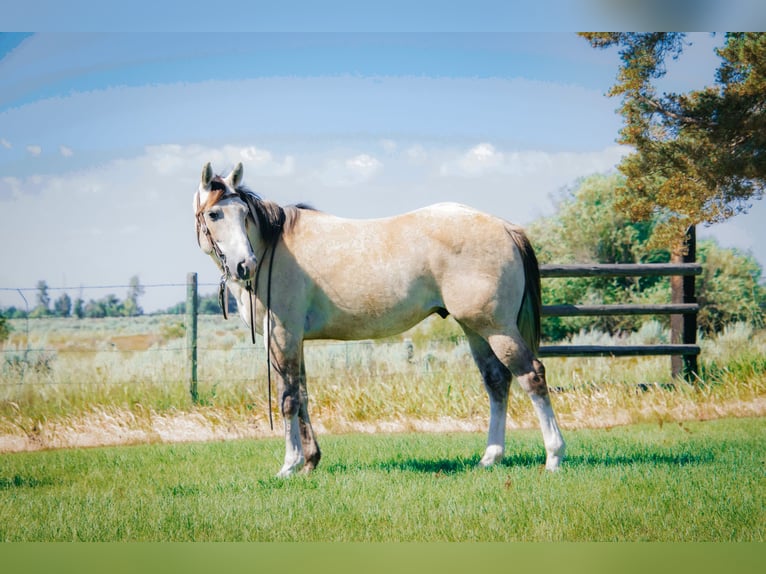 American Quarter Horse Gelding 4 years 14,3 hh Gray in Saint Anthony, ID