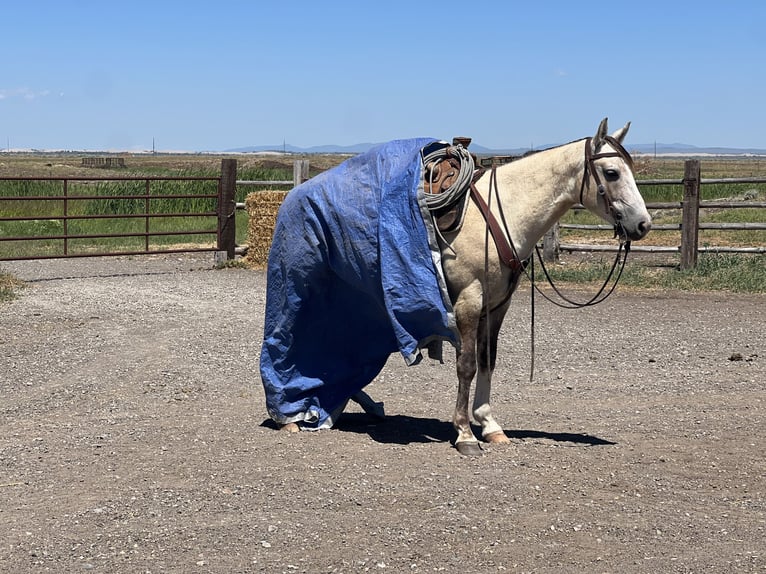 American Quarter Horse Gelding 4 years 14,3 hh Gray in Saint Anthony, ID