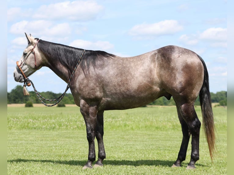 American Quarter Horse Gelding 4 years 14,3 hh Gray in Buffalo, MO