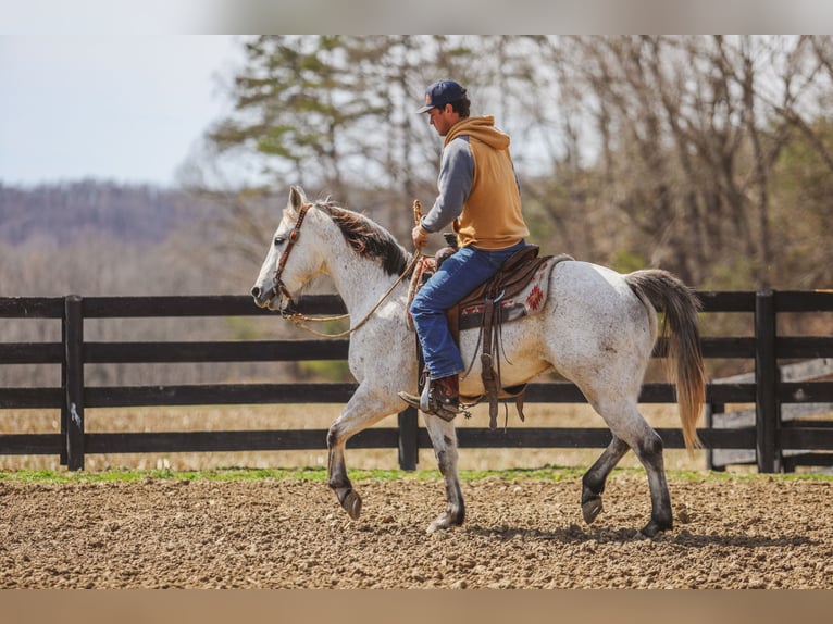 American Quarter Horse Gelding 4 years 14,3 hh Gray in Somerset, KY