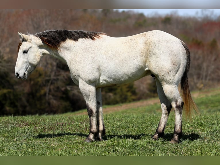 American Quarter Horse Gelding 4 years 14,3 hh Gray in Somerset, KY