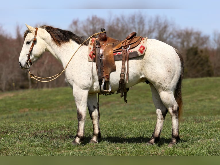American Quarter Horse Gelding 4 years 14,3 hh Gray in Somerset, KY
