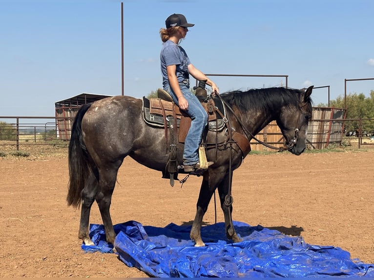 American Quarter Horse Gelding 4 years 14,3 hh Gray in Byers TX